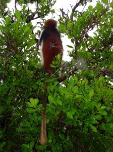 you can clearly see the red back ad tail of the red monkeys
